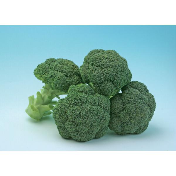 トキタ種苗 ブロッコリー 翠麟 コート5000粒 : 種苗・園芸ショップ 種