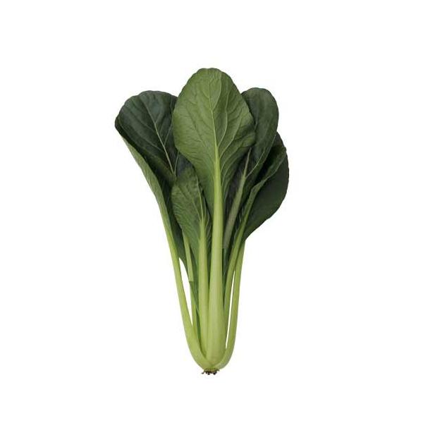 トキタ　真夏の四番打者　小松菜　種　こまつな　1個 コマツナ 種 『真夏の四番打者』 トキタ種苗 | たね,葉菜の種