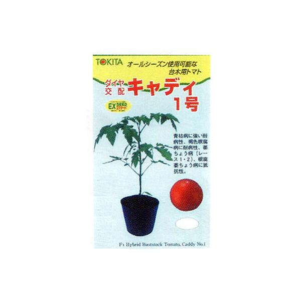 トキタ種苗 トマト台木 キャディ1号 1000粒 : 種苗・園芸ショップ 種