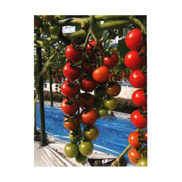 とまとです tanemori-netshop_tokita-0764