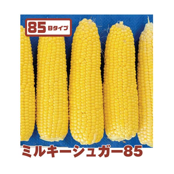 トキタ種苗 トウモロコシ とうもろこし ミルキーシュガー85 2000粒