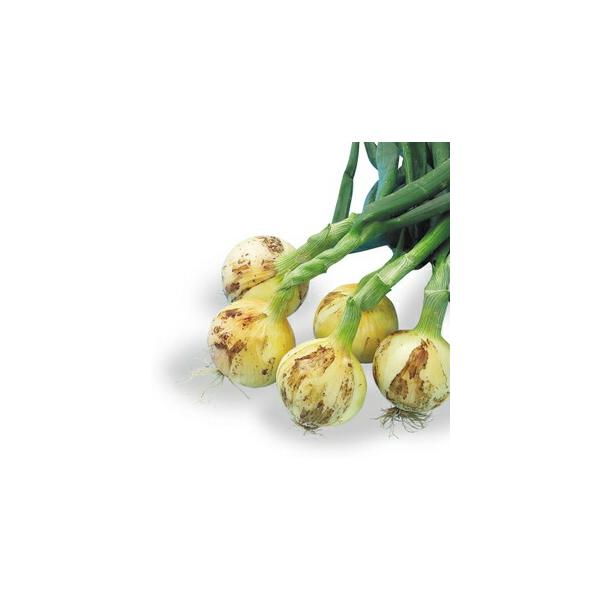 ricp*玉葱苗→プロフ見てください✤✼ 八江農芸 タマネギ たまねぎ 玉葱 サクラエクスプレス1 小袋 : 種苗