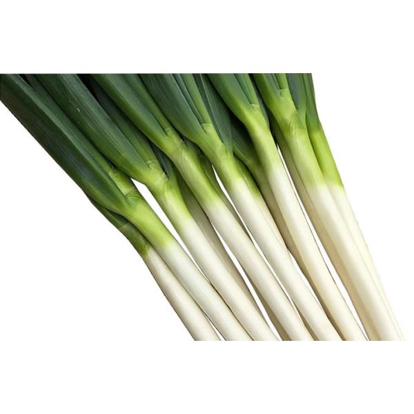 ネギの種　龍のぼり14個 たね 横浜植木 ねぎ ネギ 葱 龍のぼり コート6000粒 : 種苗・園芸