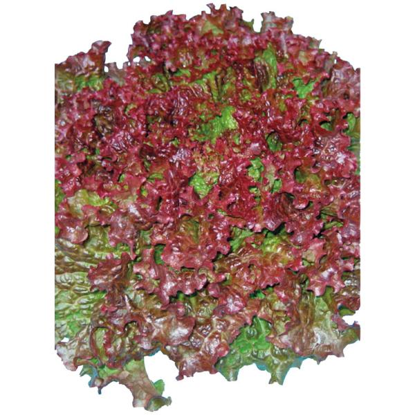 tanemori-netshop_yokohama-0135