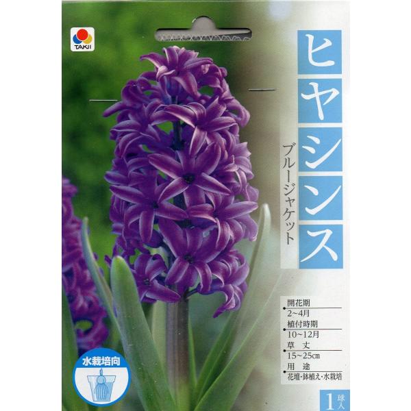 球根 ヒヤシンスの人気商品 通販 価格比較 価格 Com