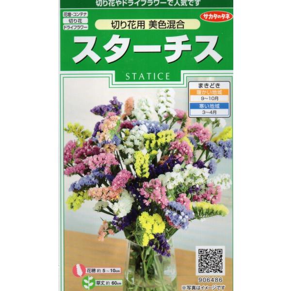 スターチス　切り花用美色混合　小袋　0.3ml入り　郵便発送商品