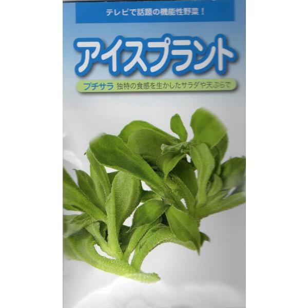 小袋 コート種子50粒入り。発芽率50％以上です。南アフリカ原産の多肉植物です。土壌からミネラル分を吸収するので、ほんのり塩味がします。※郵便でのお届けです。※タネの郵便（第４種便）は運賃が税込￥73〜602円の範囲内です。※１kgを超える...