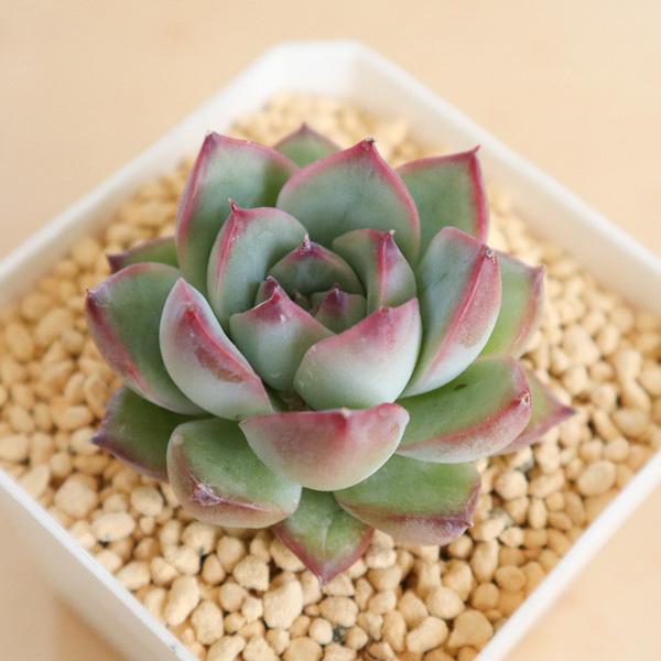 多肉植物韓国苗エケベリアアラバマ１苗韓国直輸入多肉植物交配種ロングセラー Buyee 日本代购平台 产品购物网站大全 Buyee一站式代购bot Online