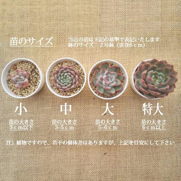 多肉植物韓国苗エケベリアアリエル韓国多肉交配種 Buyee Buyee 提供一站式最全面最專業現地yahoo Japan拍賣代bid代拍代購服務bot Online