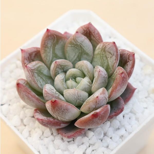 多肉植物 韓国苗 エケベリア エルサ 韓国多肉の通販詳細 多肉植物速報