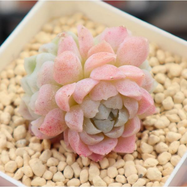 多肉植物 韓国苗 エケベリア アイスローズ 多頭タイプ １苗 韓国輸入