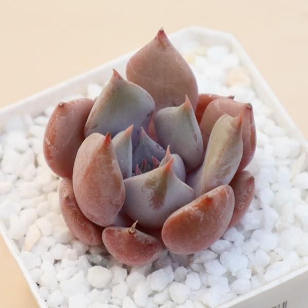 多肉植物 韓国苗 エケベリア ローラhyb 韓国多肉 Buyee Buyee 日本の通販商品 オークションの代理入札 代理購入