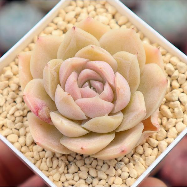 多肉植物 韓国苗 エケベリア モランナン 1頭タイプ 1苗 韓国輸入多肉  