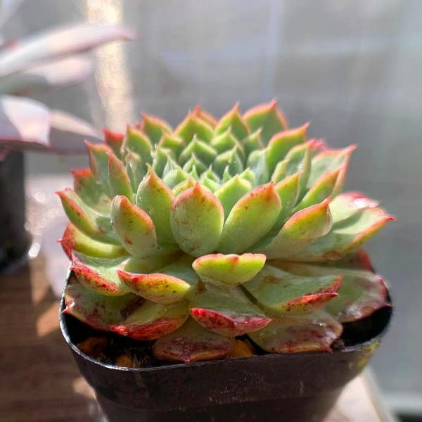 安い多肉植物寄せ植えの通販商品を比較 ショッピング情報のオークファン