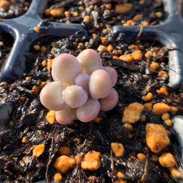 ◆サイズ約２cm（小さめ）　とても可愛い！◆発根管理中の子もいますので、気になる方は、入札をお控えください。◆発送は抜き苗での発送です。(鉢と土はつきません。) 多肉植物は土の無い状態でも2-4週間生きていけますので、到着後、すぐ植え付けす...