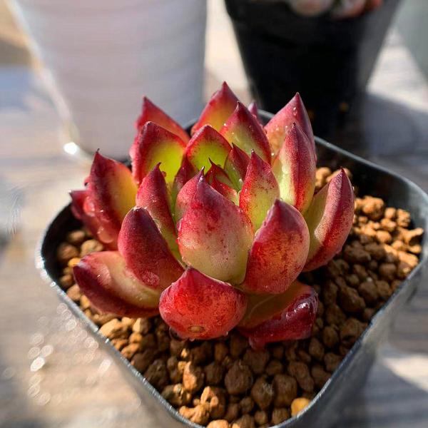 農園直売 多肉植物 エケベリア属 寄せ植え ゴールドドラゴン アガボイデス 新品種 抜き苗 観葉植物 インテリア Buyee Buyee 일본 통신 판매 상품 옥션의 대리 입찰 대리 구매 서비스