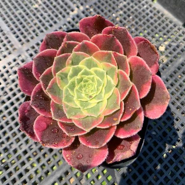 アエオニウム コッパーポット錦 抜き苗②