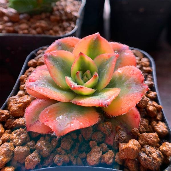 農園直売 多肉植物 寄せ植え アエオニウム スターバースト 美苗 抜き苗 観葉植物 インテリア 0107 多肉専門verve 通販 Yahoo ショッピング