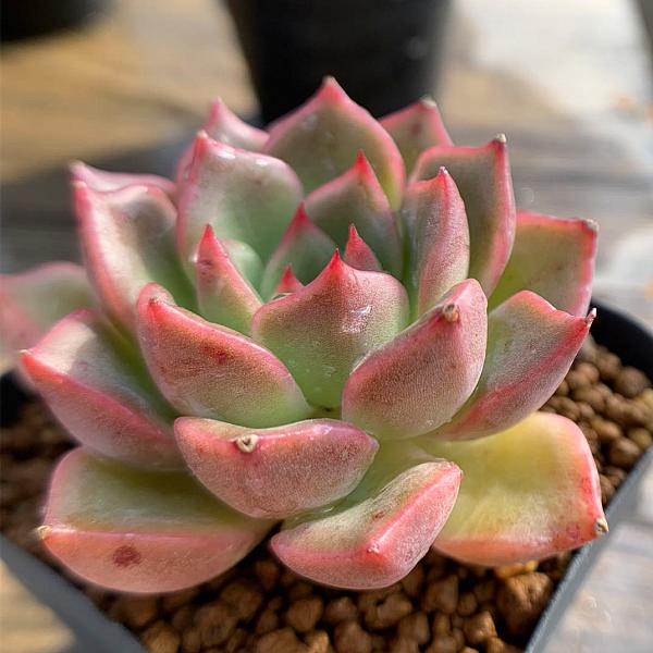 メーカー在庫限り品 多肉植物 新品 紫皇后 エケベリア属 在庫 20つ