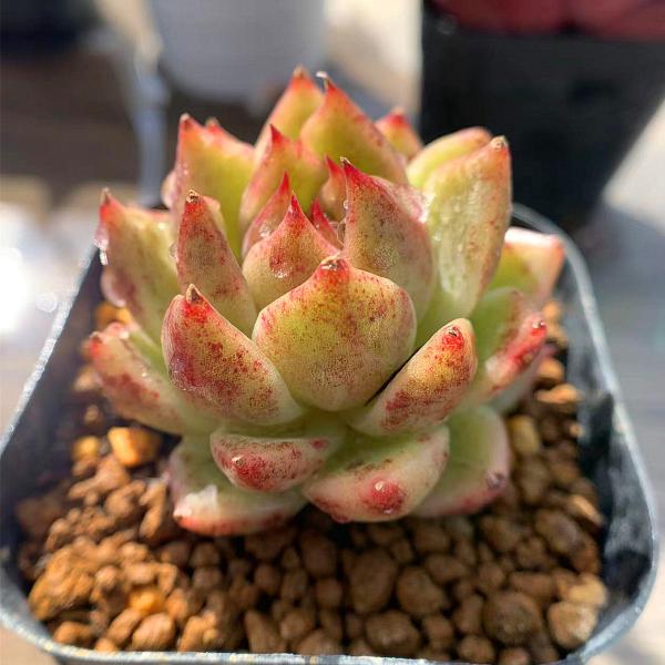 農園直売 多肉植物 寄せ植え エケベリア属 クリスタルローズ 抜き苗 観葉植物 インテリア Buyee Buyee Jasa Perwakilan Pembelian Barang Online Di Jepang