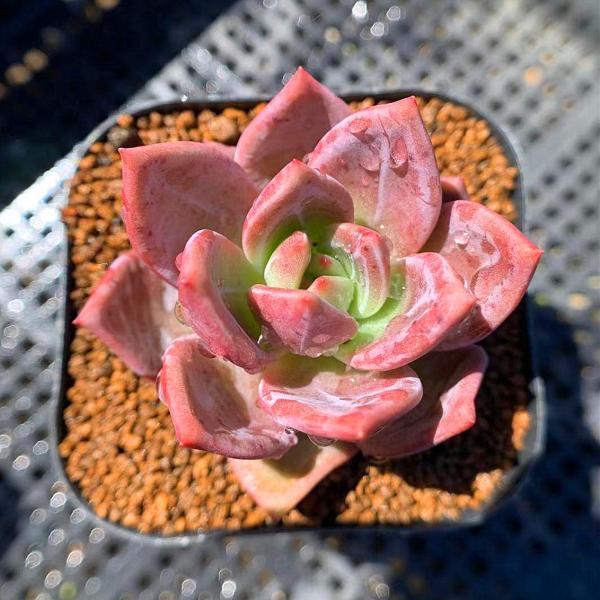 農園直売 多肉植物 寄せ植え エケベリア属 ワインシャンペーン 新品種 美苗 抜き苗 観葉植物 インテリア Buyee Buyee Japanese Proxy Service Buy From Japan Bot Online