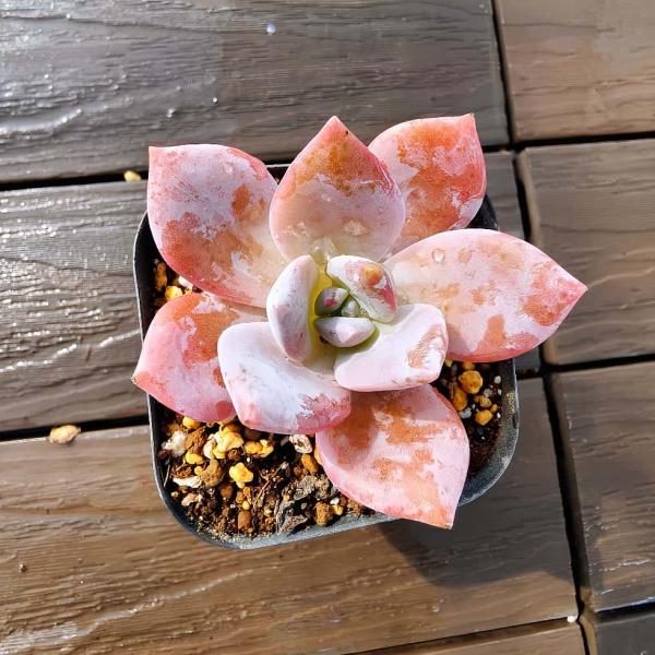 ◆写真は6.5cm のポットを使用しております。◆発根管理中の子もいますので、気になる方は、入札をお控えください。 ◆発送は抜き苗での発送です。(鉢と土はつきません。) 多肉植物は土の無い状態でも2-4週間生きていけますので、到着後、すぐ植...