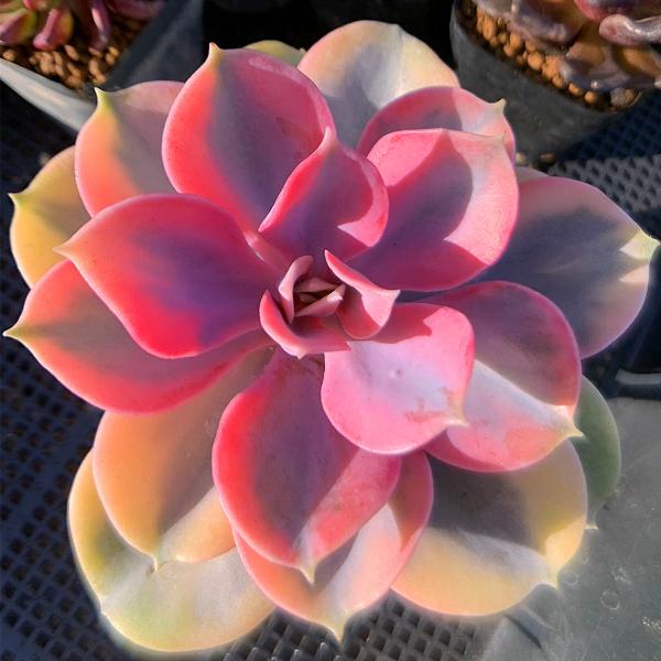 ◆写真は9cm のポットを使用しております。◆発根管理中の子もいますので、気になる方は、入札をお控えください。◆発送は抜き苗での発送です。(鉢と土はつきません。) 多肉植物は土の無い状態でも2-4週間生きていけますので、到着後、すぐ植え付け...