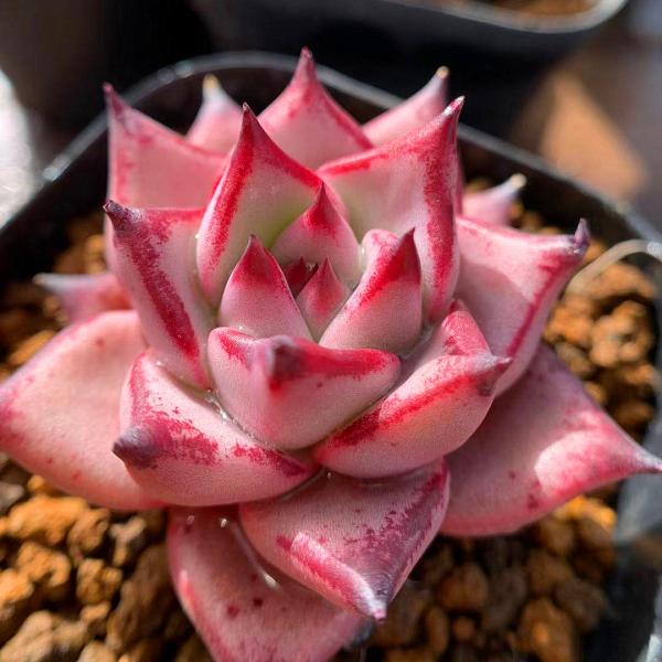 農園直売 多肉植物 寄せ植え エケベリア属 丸葉ロメオ レア 抜き苗 観葉植物 インテリア Buyee Buyee 日本の通販商品 オークションの代理入札 代理購入