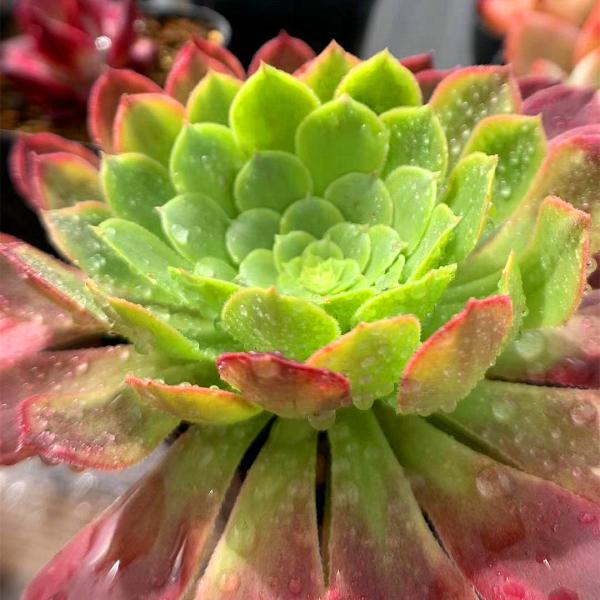 農園直売 多肉植物 寄せ植え アエオニウム フェスティバル錦 特大 抜き苗 観葉植物 インテリア Buyee Buyee Japanese Proxy Service Buy From Japan Bot Online