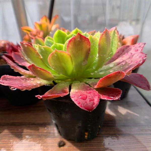 農園直売 多肉植物 寄せ植え アエオニウム フェスティバル錦 特大 抜き苗 観葉植物 インテリア Buyee Buyee Japanese Proxy Service Buy From Japan Bot Online