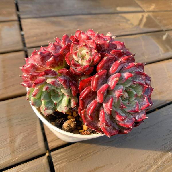 ◆写真は9cm のポットを使用しております。◆発送は抜き苗での発送です。(鉢と土はつきません。) 多肉植物は土の無い状態でも2-4週間生きていけますので、到着後、すぐ植え付けすれば、全く問題ないと思います。◆乾燥させてから発送になりますので...