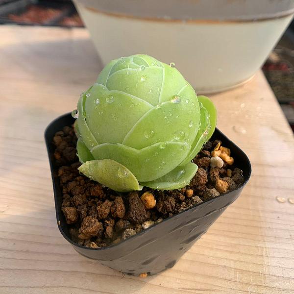 農園直売 多肉植物 寄せ植え グリノービア属 オーレア エッグ 超美苗