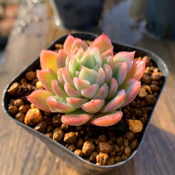 農園直売 多肉植物 寄せ植え エケベリア属 アイスクリーム（単） 抜き