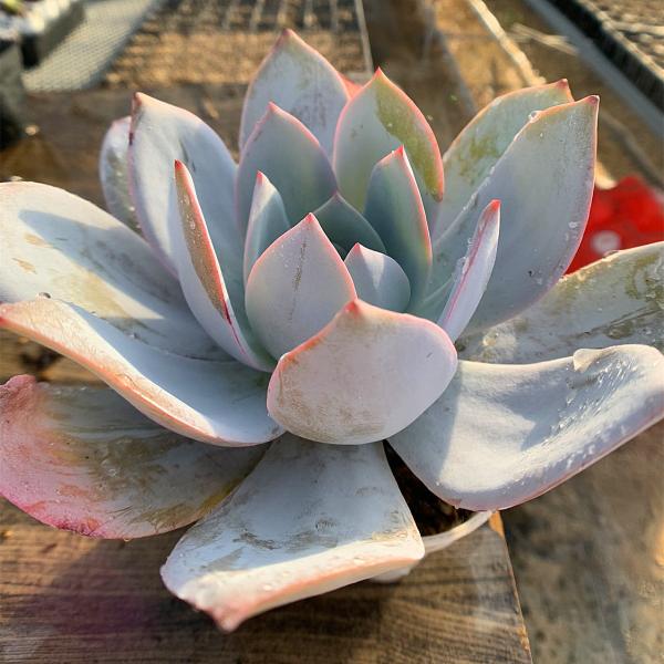 多肉植物　カンテ　◇抜き苗◇ 農園直売 多肉植物 寄せ植え エケベリア属 カンテ（特大） 美苗