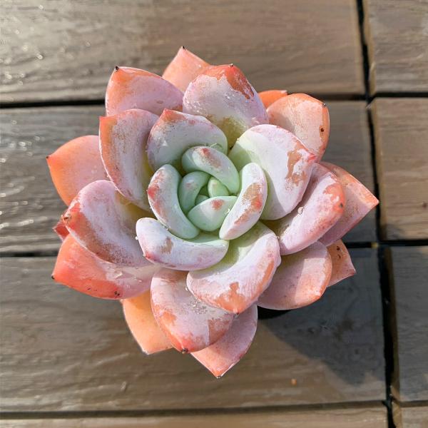 ◆写真は9cm のポットを使用しております。◆発根管理中の子もいますので、気になる方は、入札をお控えください。◆発送は抜き苗での発送です。(鉢と土はつきません。) 多肉植物は土の無い状態でも2-4週間生きていけますので、到着後、すぐ植え付け...