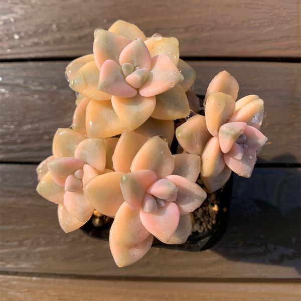 ◆写真は6.5cm のポットを使用しております。◆発根管理中の子もいますので、気になる方は、入札をお控えください。◆発送は抜き苗での発送です。(鉢と土はつきません。) 多肉植物は土の無い状態でも2-4週間生きていけますので、到着後、すぐ植え...