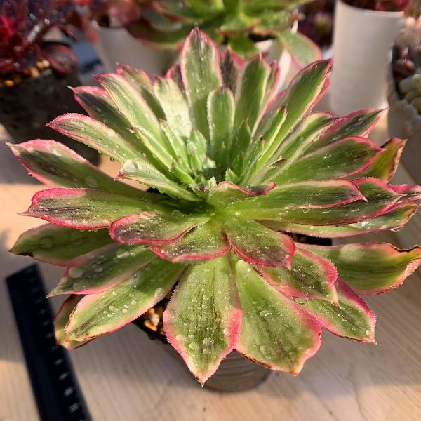 37#多肉植物アエオニウム❤️ バラの木 ❤️16頭19cm 拔き苗 37#多肉