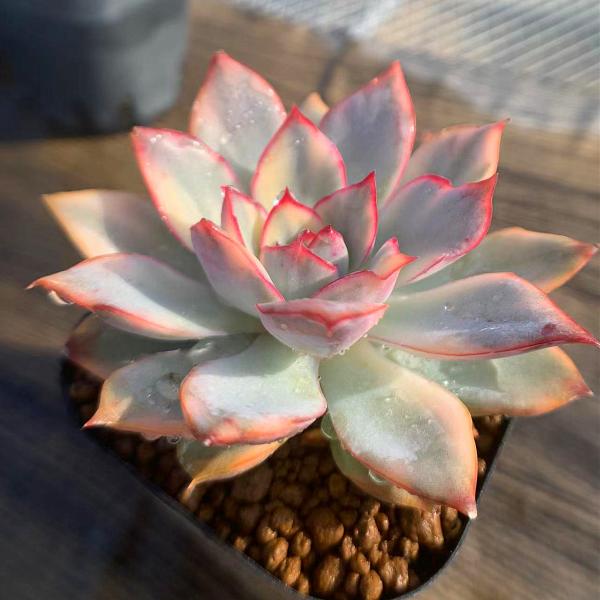 農園直売 多肉植物 寄せ植え エケベリア属 エスター錦 入手困難 農園直売 多肉植物 寄せ植え エケベリア属 エスター錦 入手困難