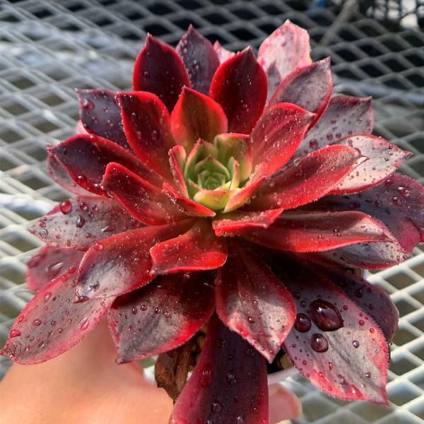 農園直売 多肉植物 寄せ植え アエオニウム属 ウェディングドレス