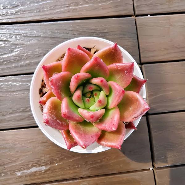 ◆写真は9cm のポットを使用しております。◆発根管理中の子もいますので、気になる方は、入札をお控えください。 ◆発送は抜き苗での発送です。(鉢と土はつきません。) 多肉植物は土の無い状態でも2-4週間生きていけますので、到着後、すぐ植え付...