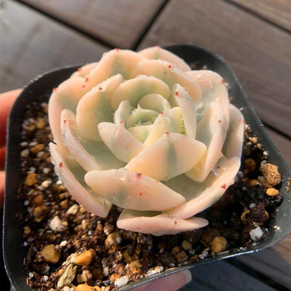 ◆写真は6.5cm のポットを使用しております。◆発根管理中の子もいますので、気になる方は、入札をお控えください。 ◆発送は抜き苗での発送です。(鉢と土はつきません。) 多肉植物は土の無い状態でも2-4週間生きていけますので、到着後、すぐ植...