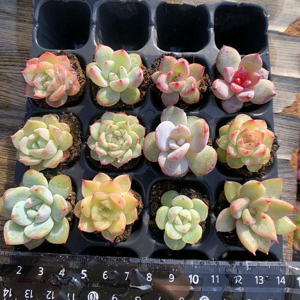 農園直売 多肉植物 寄せ植え 当店オリジナル12点セット（ミニ） 実生苗