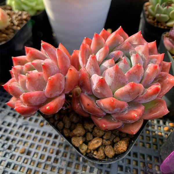 農園直売 多肉植物 寄せ植え エケベリア属 霜の花（2頭） 新品種 抜き