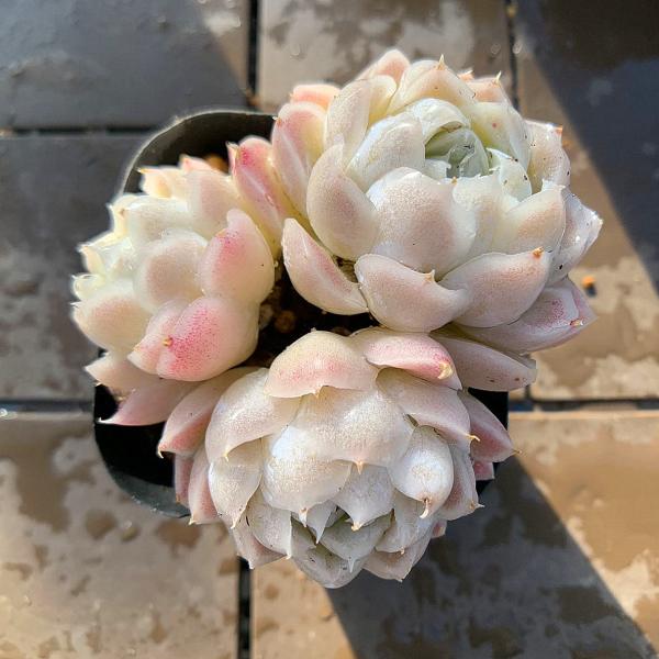 ◆写真は6.5cm のポットを使用しております。◆発根管理中の子もいますので、気になる方は、入札をお控えください。◆発送は抜き苗での発送です。(鉢と土はつきません。) 多肉植物は土の無い状態でも2-4週間生きていけますので、到着後、すぐ植え...