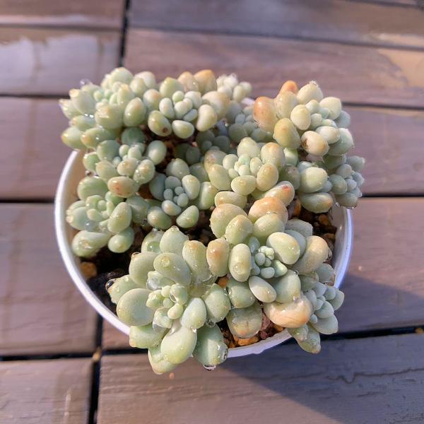 ◆写真は9cm のポットを使用しております。◆発根管理中の子もいますので、気になる方は、入札をお控えください。◆発送は抜き苗での発送です。(鉢と土はつきません。) 多肉植物は土の無い状態でも2-4週間生きていけますので、到着後、すぐ植え付け...