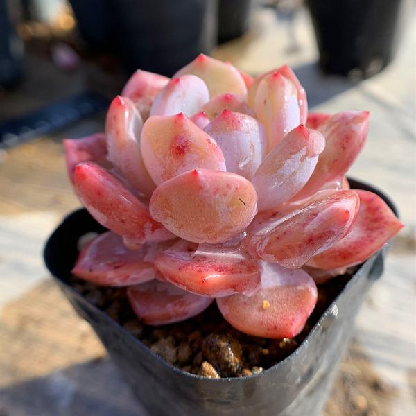 農園直売 多肉植物 寄せ植え エケベリア属 紅石モンロー(新品種 農園直売 多肉植物 寄せ植え エケベリア属 紅石モンロー(新品種
