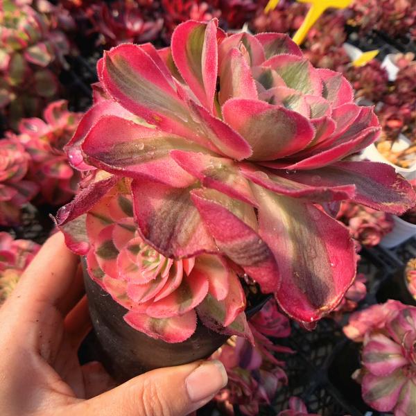 75#多肉植物アエオニウム錦❤️ヨンジャ錦❤️傾城錦❤️1大頭8cm拔き苗 75#多肉植物アエオニウム錦❤️ヨンジャ錦❤️傾城錦❤️1大頭8cm拔