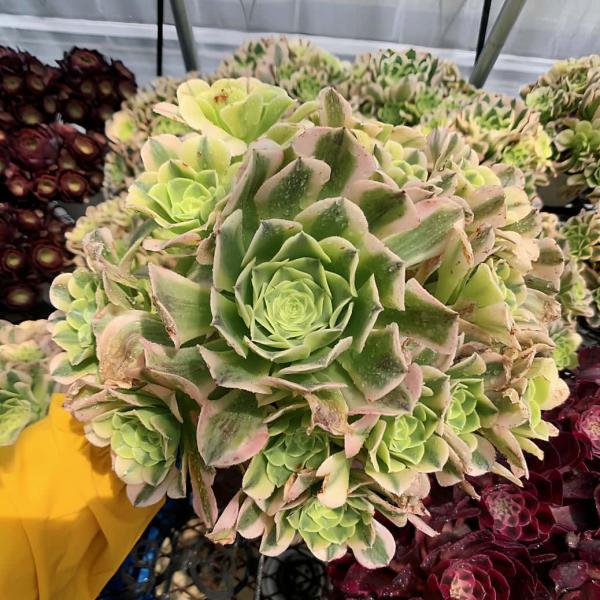 アエオニウム 専用出品 taniku-verve_10793