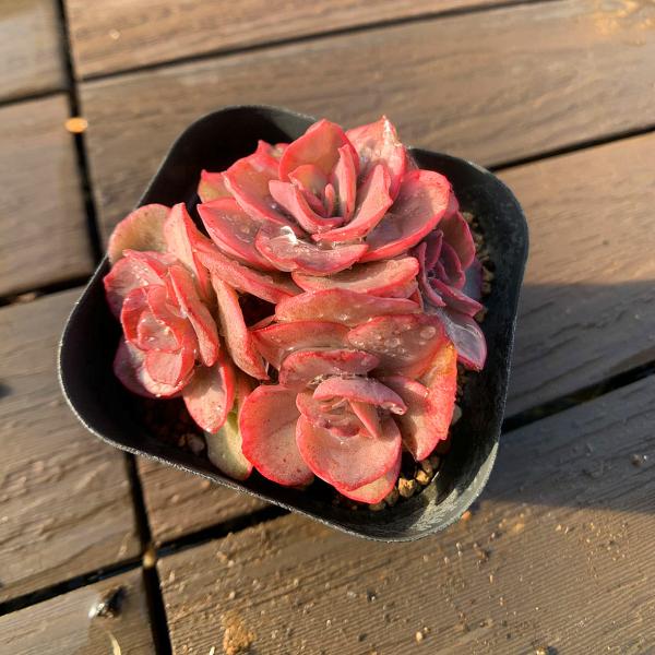 農園直売 多肉植物 寄せ植え エケベリア属 スヨン錦（群） 観葉植物