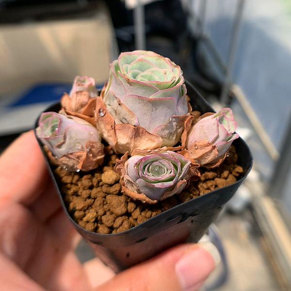 農園直売 多肉植物 寄せ植え グリノービア属 ラブレター（群） 'Love